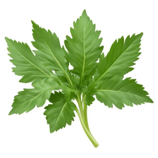 Free transparent PNG: Parsley Leaf PNG with Transparent Background for Botanical Design
