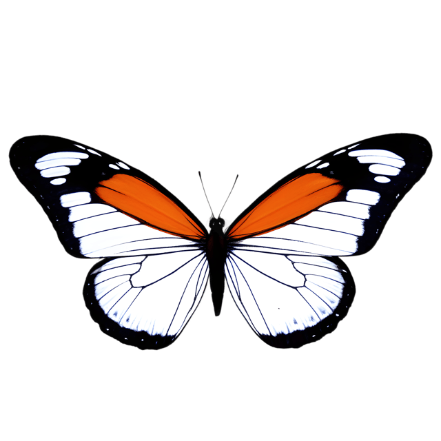 Free transparent PNG: Glasswing Butterfly PNG with Transparent Background for Nature and Art Projects