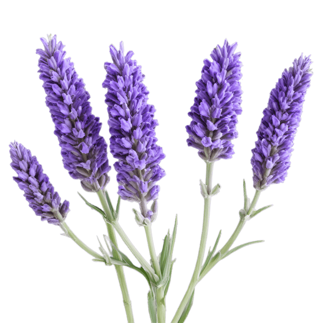 Free transparent PNG: Lavender Flowers Transparent PNG Display for Floral Design and Decor