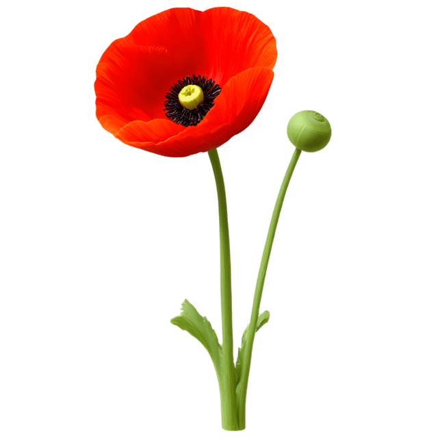 Free transparent PNG: Transparent Background Poppy Flower PNG