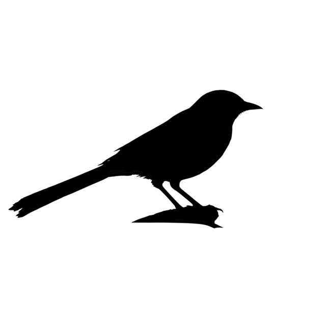 Free transparent PNG: Nightingale Bird PNG with Transparent Background for Art and Design