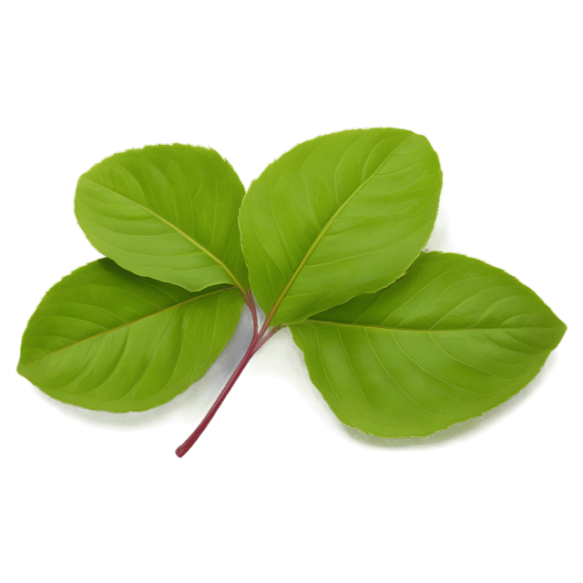 Free transparent PNG: Sorrel Leaf PNG with Transparent Background for Botanical Art and Design