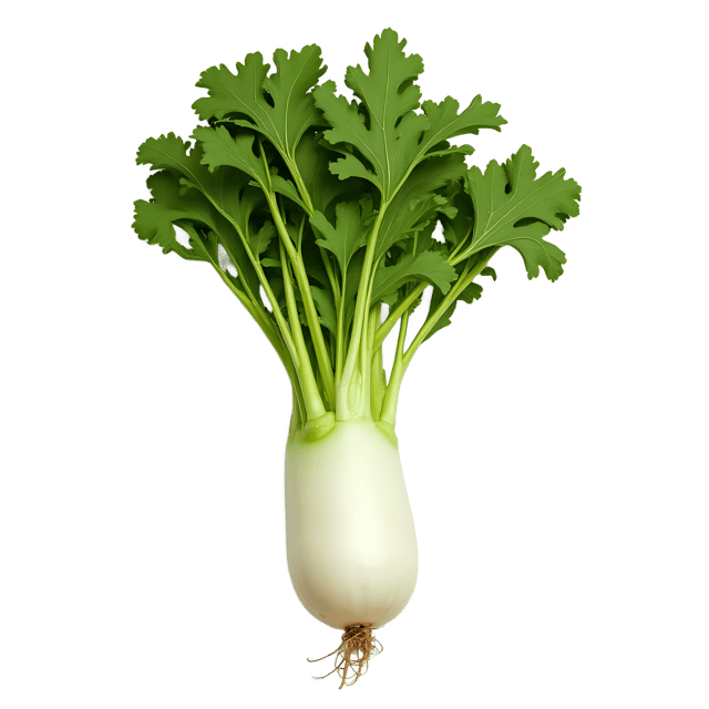 Free transparent PNG: Daikon Radish PNG Clipart  Perfect for Kitchen Designs, Recipe Blogs  Gardening Projects
