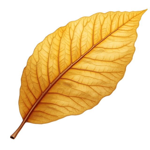 Free transparent PNG: Golden-Hued Dry Leaf Clipart with Shimmering Finish on White Background