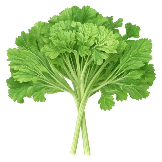 Free transparent PNG: Angelica Herb Transparent Background PNG for Botanical Illustrations and Decor