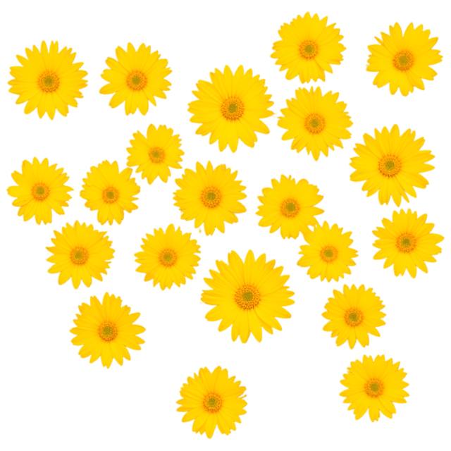 Free transparent PNG: Yellow Daisy PNG with Transparent Background for Floral Design