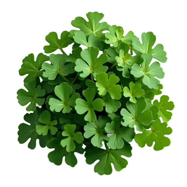 Free transparent PNG: Collard Greens PNG Clipart  Perfect for Healthy Eating and Nutrition Projects