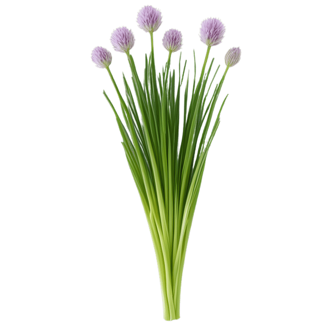 Free transparent PNG: Chives Herb Transparent Background PNG