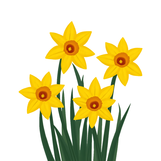 Free transparent PNG: Bright Yellow Daffodils PNG with Transparent Background for Floral Design and Clipart