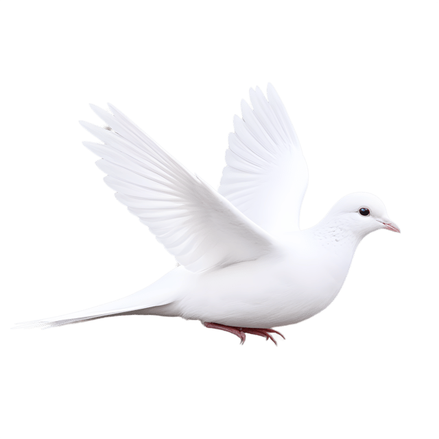 Free transparent PNG: Dove Bird PNG with Transparent Background for Art and Design