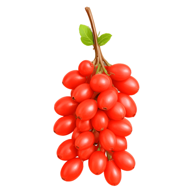 Free transparent PNG: Transparent Barberry PNG for Decorative and Craft Use