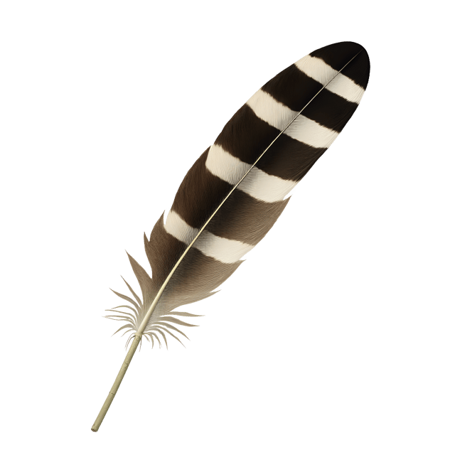 Free transparent PNG: Striped Bird Feather  Nature Clipart, free transparent png download