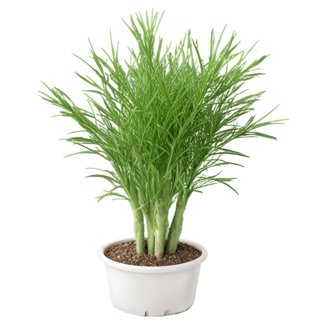 Free transparent PNG: Rhipsalis Cactus PNG with Transparent Background for Botanical Art and Design