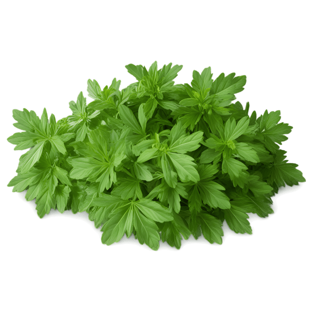 Free transparent PNG: Woodruff Herb Transparent Background PNG