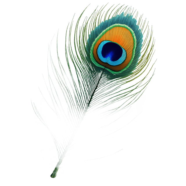 Free transparent PNG: Iridescent Peacock Feather Over Lace Fabric  Elegant Clipart, Free PNG Download