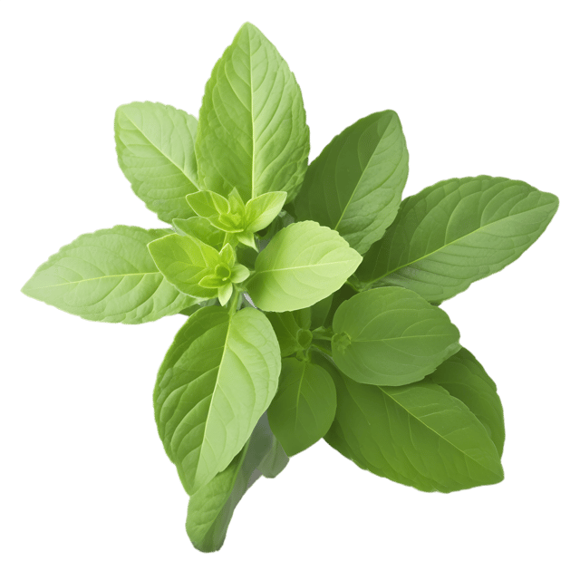 Free transparent PNG: Oregano Herb Transparent PNG Image for Botanical Illustration and Design