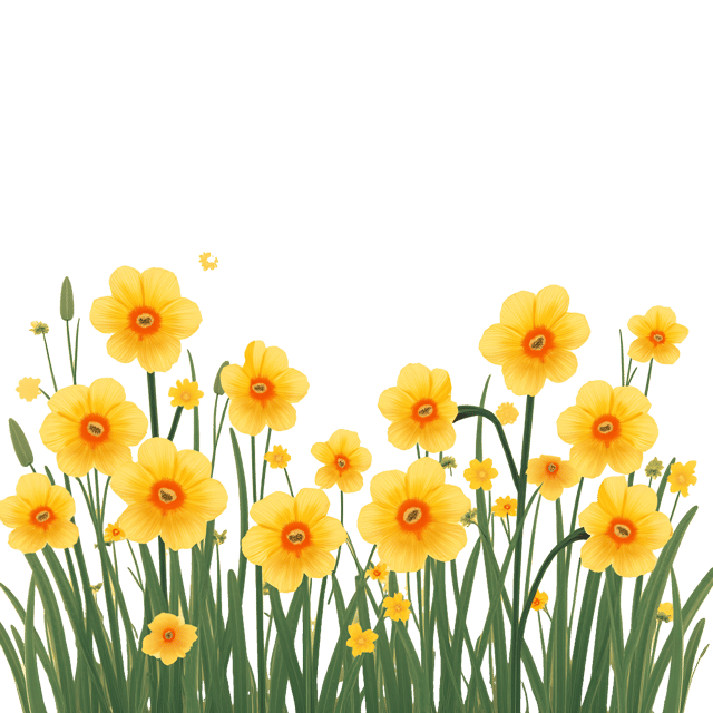 Free transparent PNG: Golden Daffodils Flower Barrier Clipart with Transparent Background