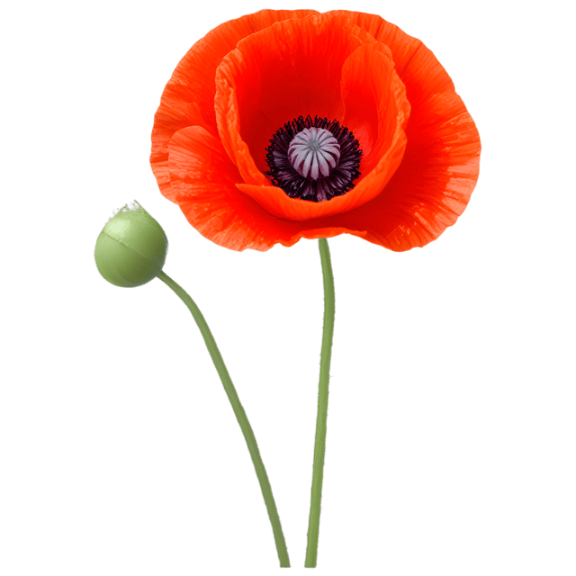 Free transparent PNG: Poppy Flower Transparent PNG for Nursery and Craft Projects