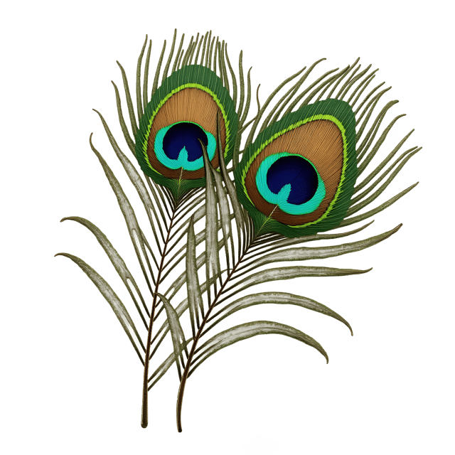 Free transparent PNG: Iridescent Peacock Feather with Antique Brooch  Free PNG Download