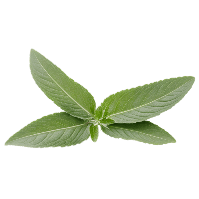 Free transparent PNG: Sage Leaf PNG with Transparent Background for Botanical Art and Crafts