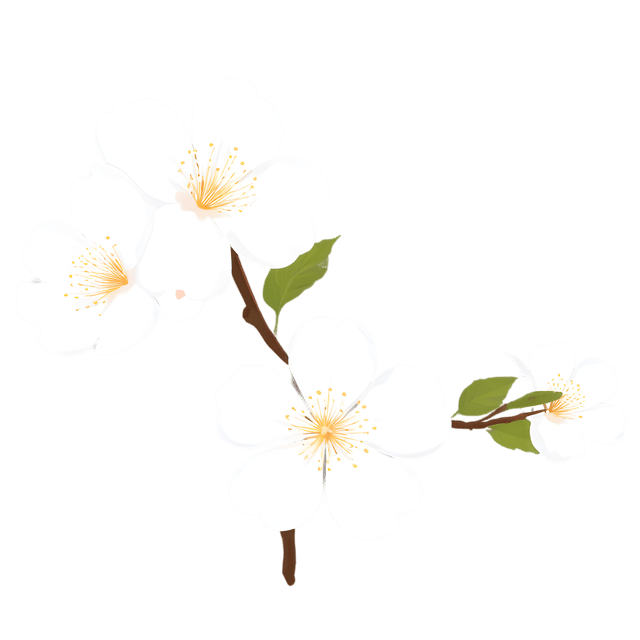 Free transparent PNG: Delicate White Plum Blossoms PNG Transparent Background Image