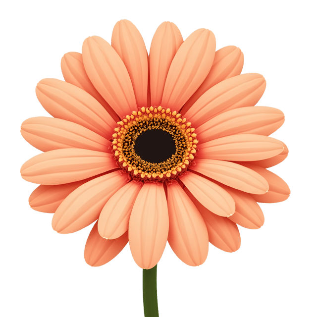 Free transparent PNG: Soft Peach Gerbera Daisy with Fuzzy Petals PNG Illustration for Floral Design and Crafts