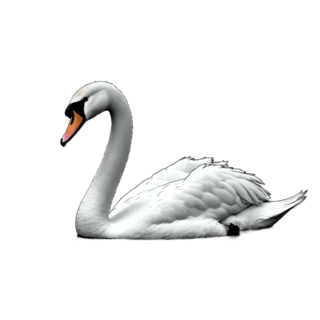 Free transparent PNG: Swan PNG Clipart  Perfect for Waterfowl Designs, Nature Projects  Decor