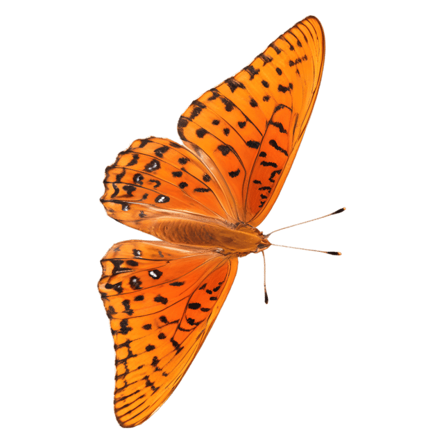 Free transparent PNG: Gulf Fritillary Butterfly Transparent Background PNG