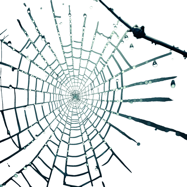Free transparent PNG: Eerie Spider Web with Glistening Dewdrops Illustration for Decor and Clipart Use