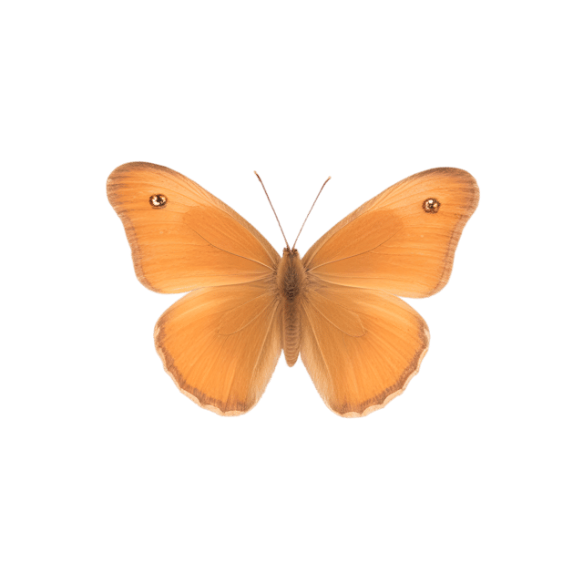 Free transparent PNG: Meadow Brown Butterfly PNG Transparent Background