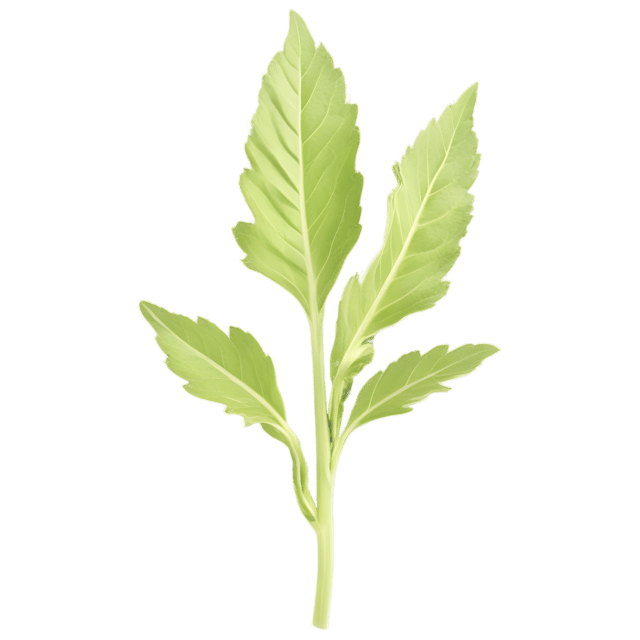 Free transparent PNG: Mullein Leaf Transparent PNG for Herbal Art and Botanical Design