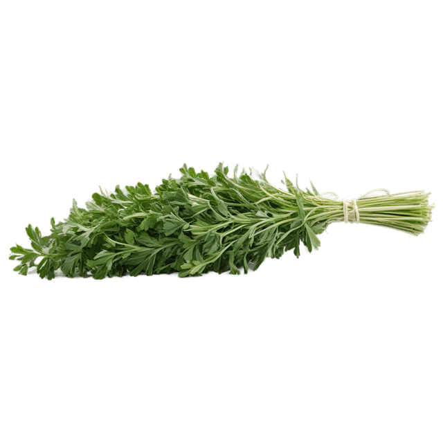 Free transparent PNG: Alfalfa Herb Transparent Background PNG
