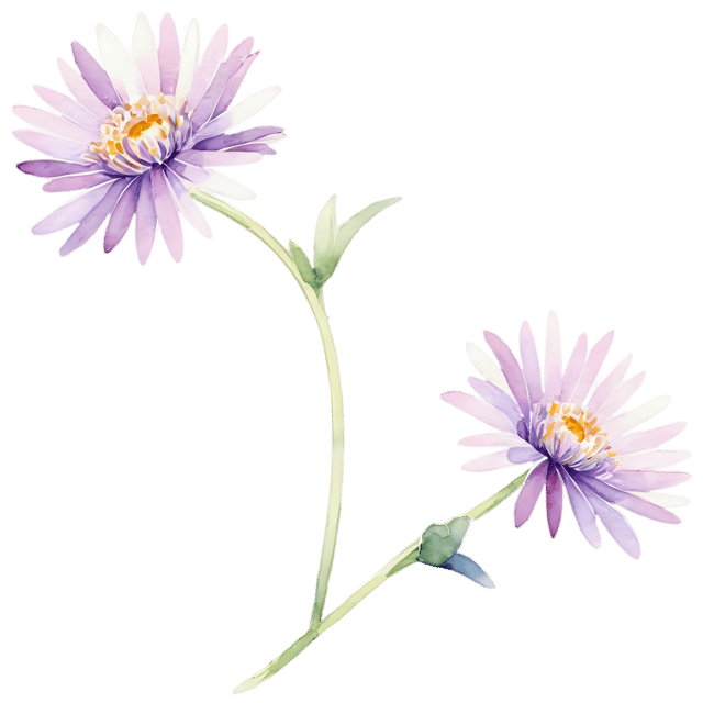 Free transparent PNG: Aster Flower Watercolor Illustration – Transparent PNG