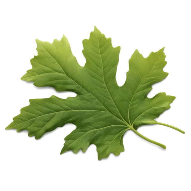Free transparent PNG: Transparent PNG Oak Leaf Illustration for Nature and Craft Projects