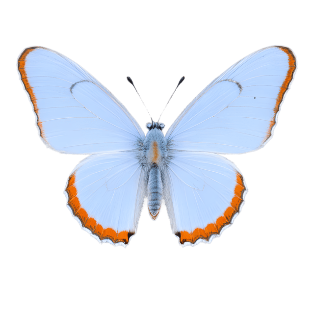 Free transparent PNG: Gray Hairstreak Butterfly PNG with Transparent Background for Insect Imagery