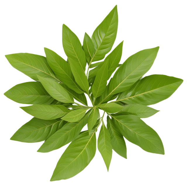 Free transparent PNG: Curry Leaf Herb Transparent PNG Background for Botanical and Culinary Use