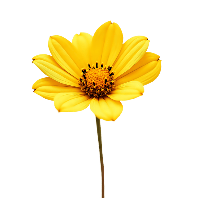 Free transparent PNG: Bright Yellow Flower with Dried Tips  Nature Clipart, free transparent png download