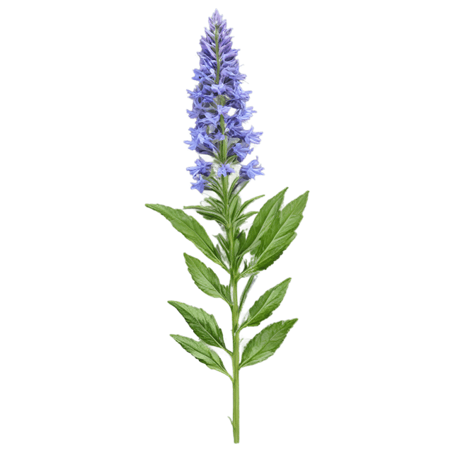 Free transparent PNG: Hyssop Herb PNG with Transparent Background for Herbal Design and Crafts