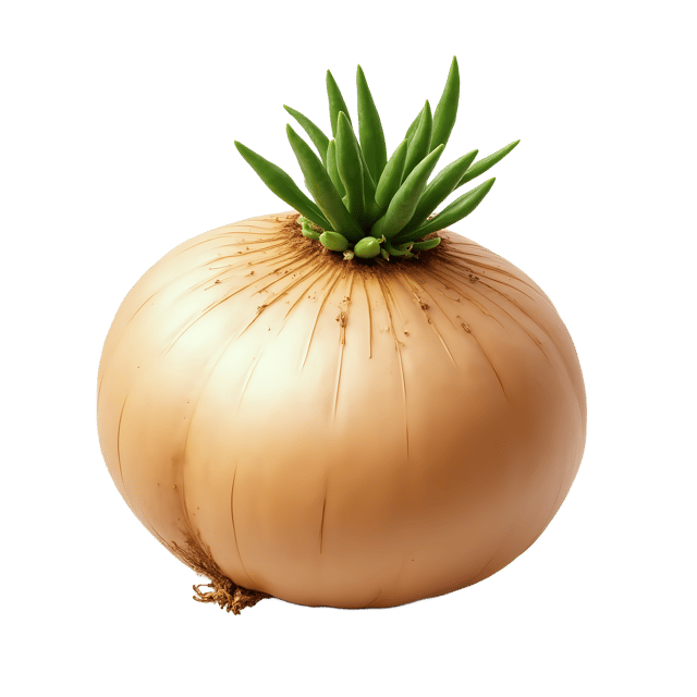 Free transparent PNG: Turnip PNG Clipart  Perfect for Vegetables, Cooking  Gardening