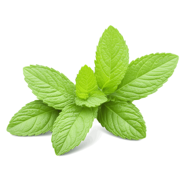Free transparent PNG: Mint Herb Transparent Background PNG for Culinary and Decorative Use