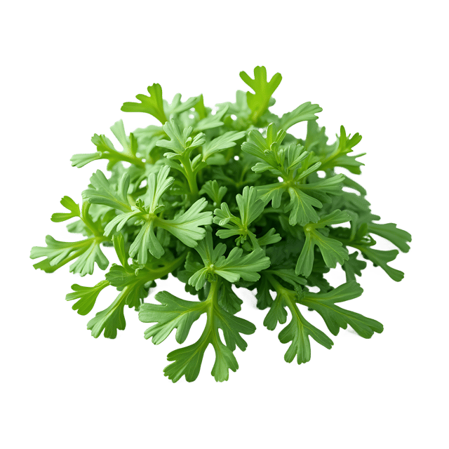 Free transparent PNG: Arugula PNG Clipart  Perfect for Health  Wellness Content