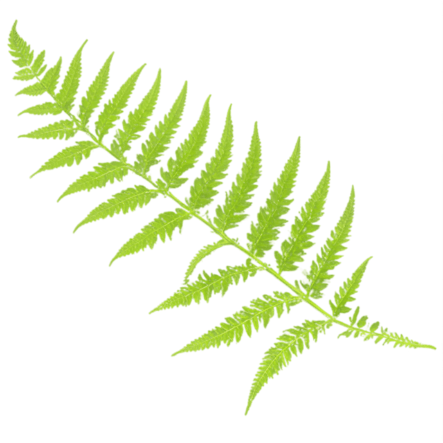 Free transparent PNG: Fern Leaf Transparent Background PNG Image for Botanical Art and Crafts