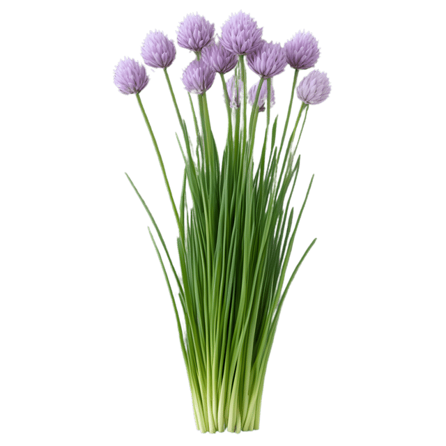 Free transparent PNG: Chives Herb PNG with Transparent Background for Culinary and Decorative Use