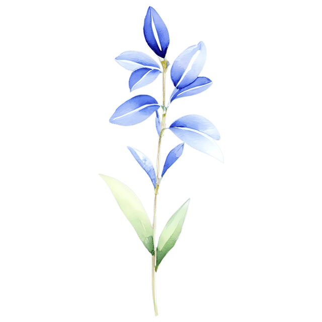 Free transparent PNG: Watercolor Lobelia Flower PNG – Transparent Background Botanical Clipart