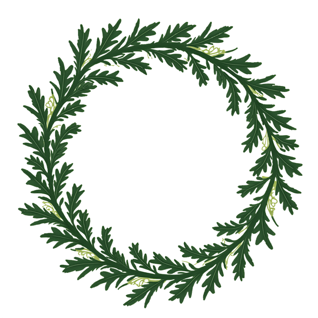 Free transparent PNG: Evergreen Wreath PNG with Transparent Background for Holiday and Decorative Uses