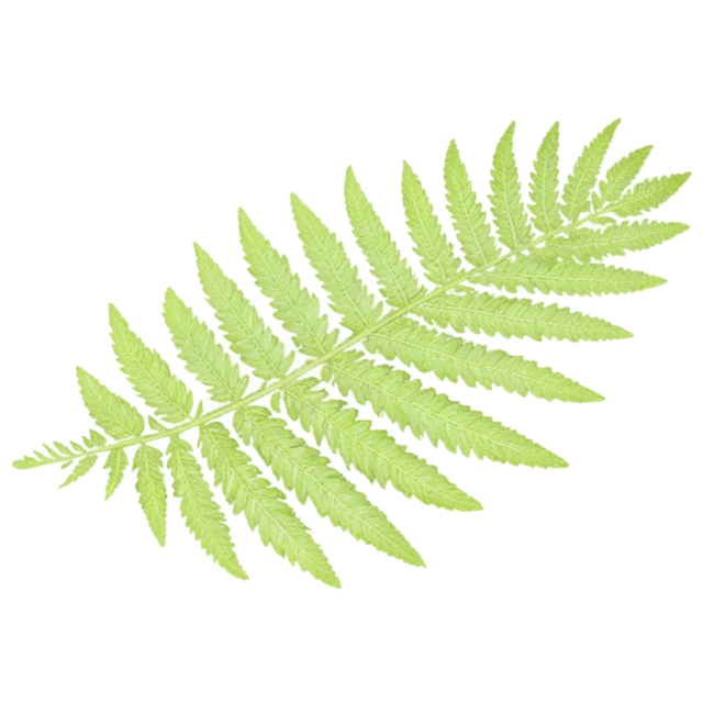 Free transparent PNG: Fern Leaf Transparent PNG for Botanical and Nature Design