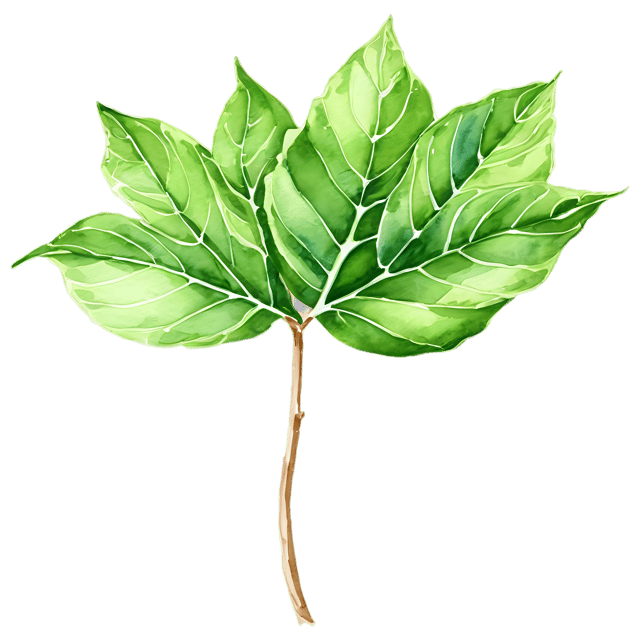 Free transparent PNG: Fiddle Leaf Watercolor Illustration – Transparent PNG for Nature-Inspired Designs