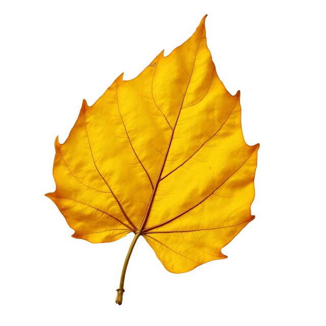 Free transparent PNG: Wilted Yellow Leaf with Uneven Edges and Warm Undertones on White Background