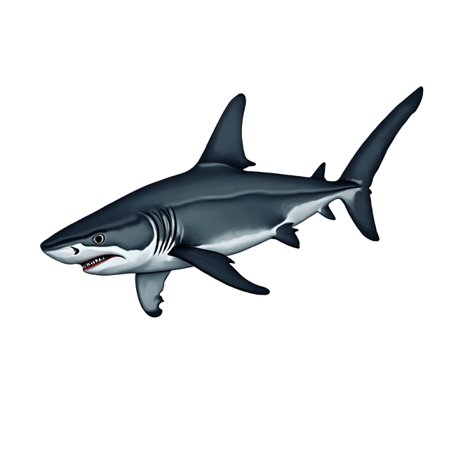 Free transparent PNG: Sleek Shark PNG with Transparent Background for Underwater and Marine Art