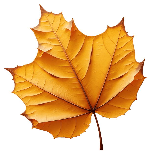 Free transparent PNG: Crinkled Dry Leaf with Gilded Accents on White Background